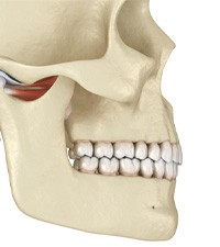 illustrated image of the skull and lower jaw  